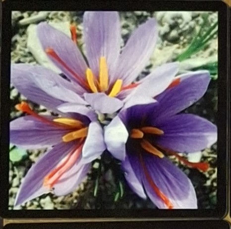 Thumbnail: Saffron Coasters