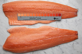 Salmon fillet with salmofan.jpg
