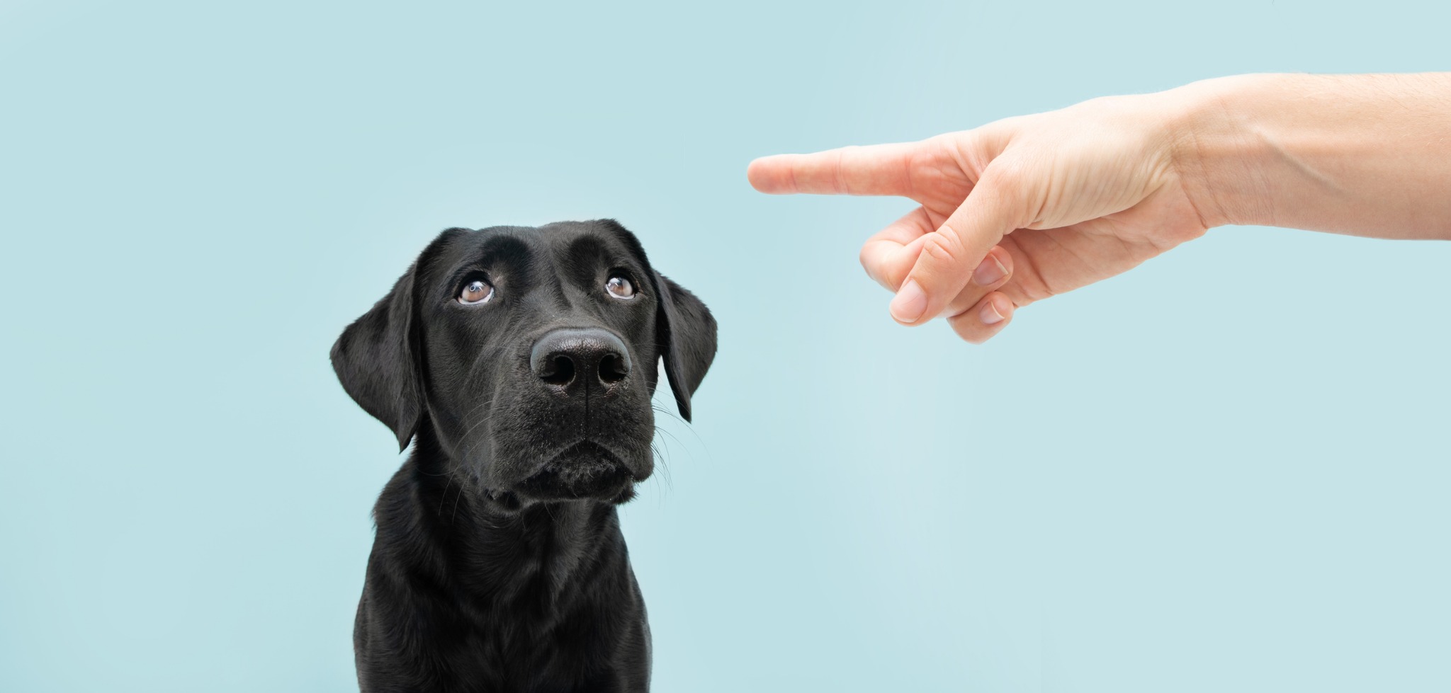 Black lab looking up at a pointing finger