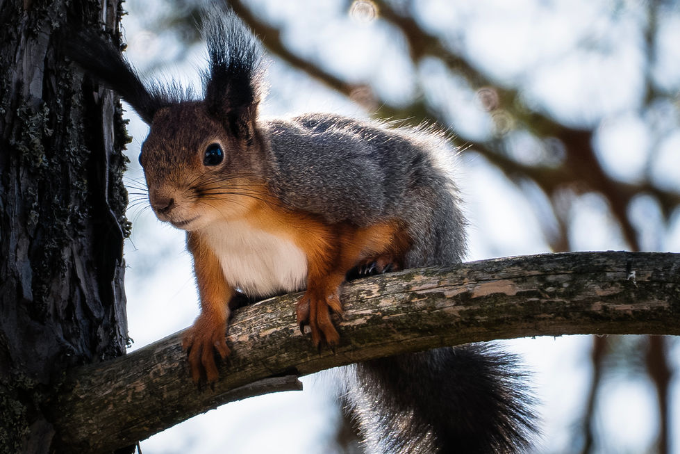 a squirrel sitting on a tree branch looking at the camera