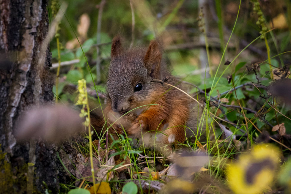 a small squirrel is sitting in the grass looking at the camera