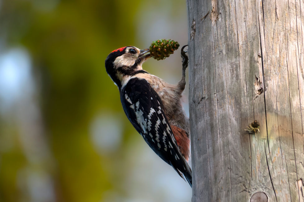 a woodpecker with a pine cone in its beak