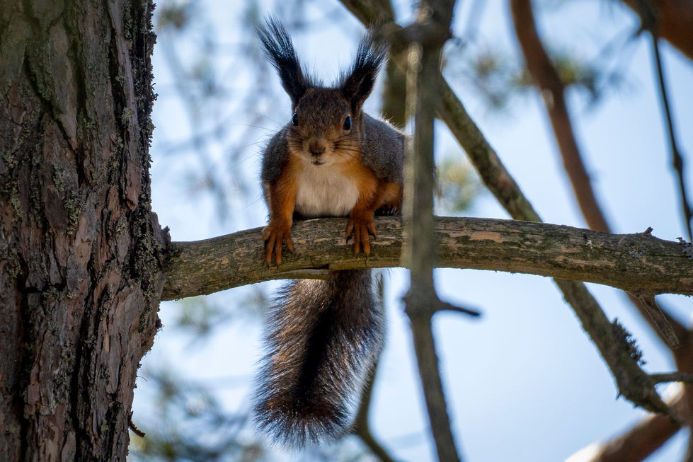 a squirrel sitting on a tree branch looking at the camera