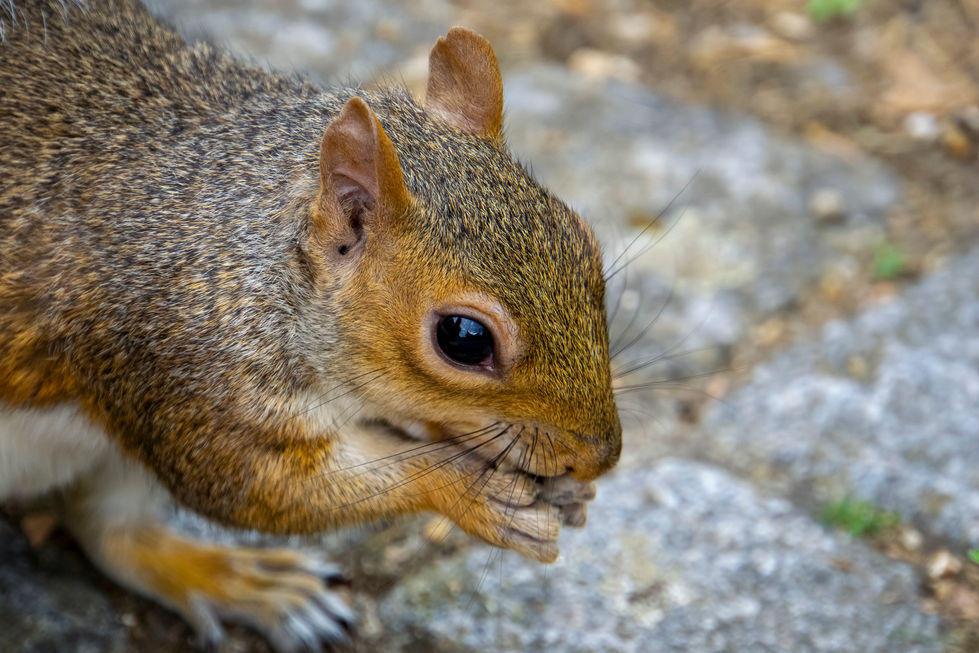 a close up of a squirrel eating a nut
