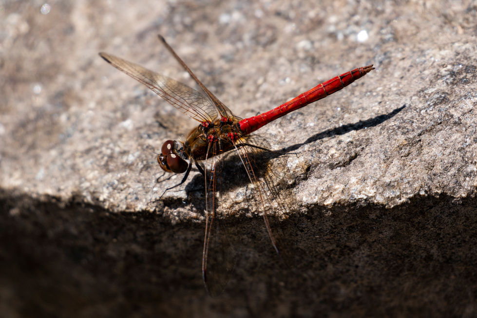 a dragonfly with a red tail is sitting on a rock