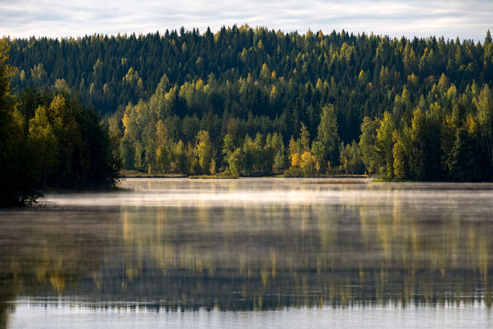 a foggy lake with a forest in the background
