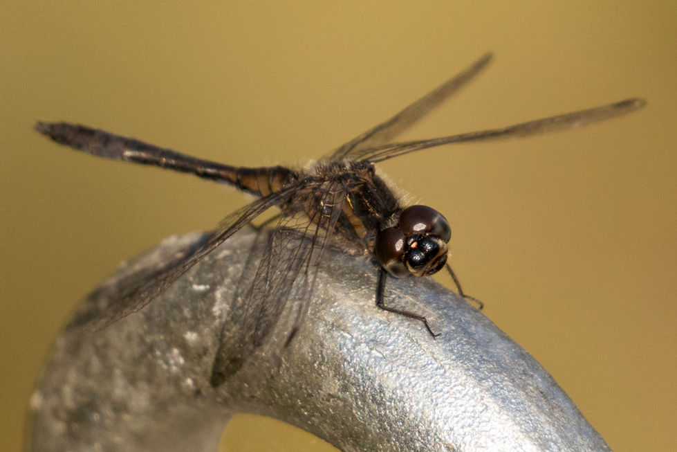 a close up of a dragonfly on a metal object
