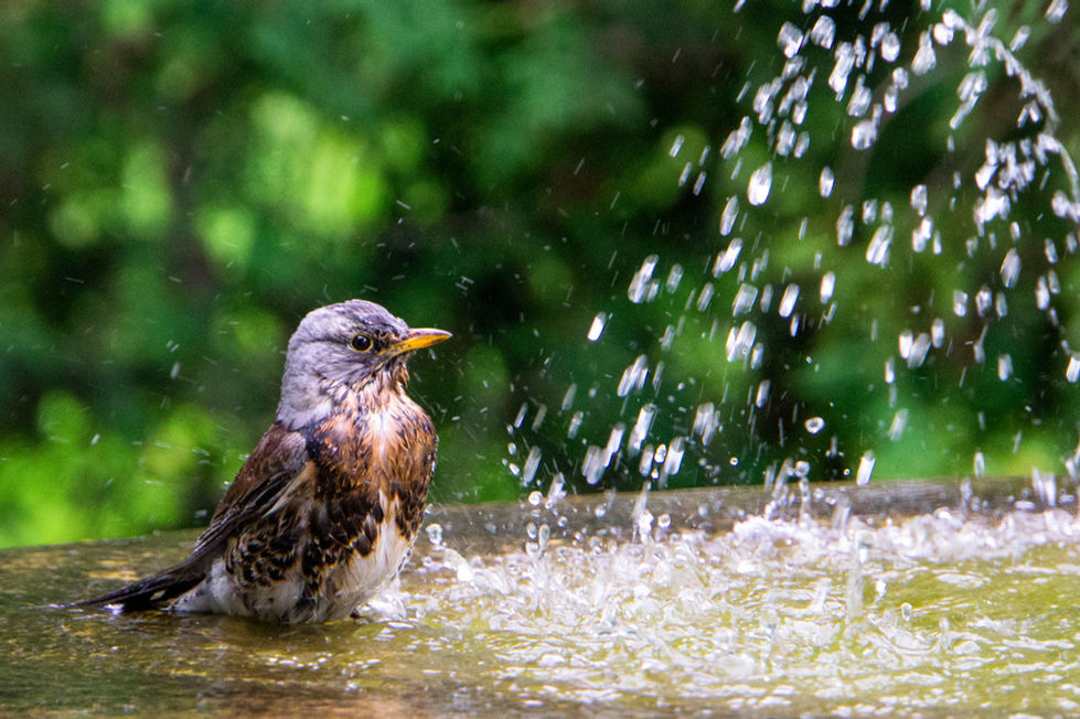 a bird is taking a bath in a bird bath