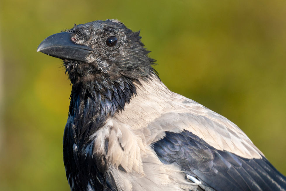 a close up of a black and white bird with a green background