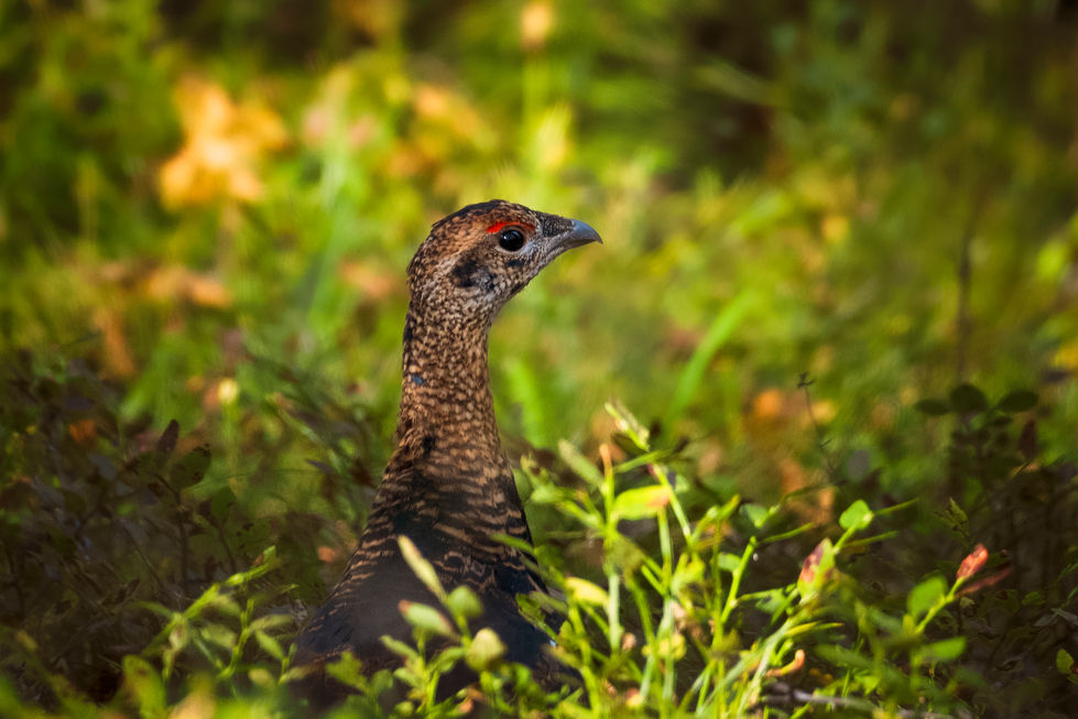 a bird with a red eye is standing in the grass