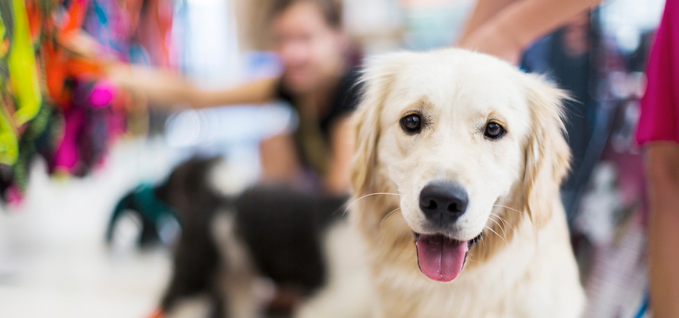 Golden Retriever 