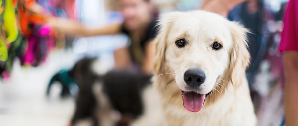 Golden Retriever 