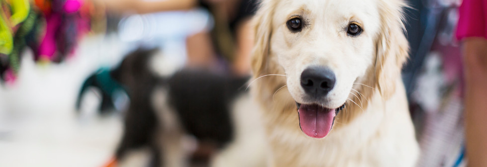 Golden Retriever