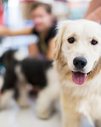 Golden Retriever 