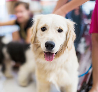 Golden Retriever