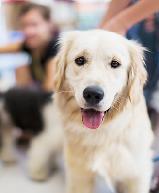 Golden Retriever