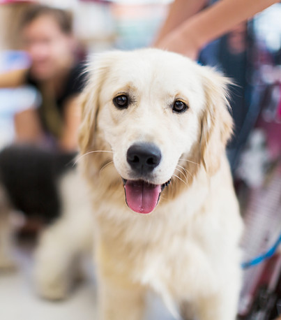 Golden Retriever 