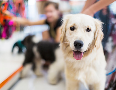 Golden Retriever