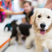Golden Retriever