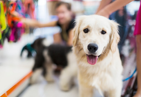 Golden Retriever