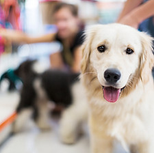 Golden Retriever 