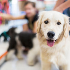 Dog Collars & Harnesses We Love and Recommend (& The Ones We Don’t)