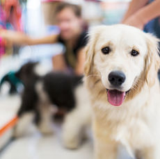 Dog Collars & Harnesses We Love and Recommend (& The Ones We Don’t)