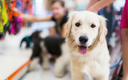 Golden Retriever 