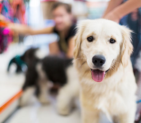 Golden Retriever