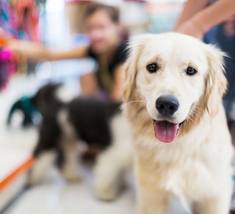 Golden Retriever 