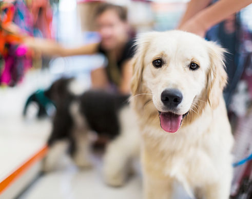 golden retriever