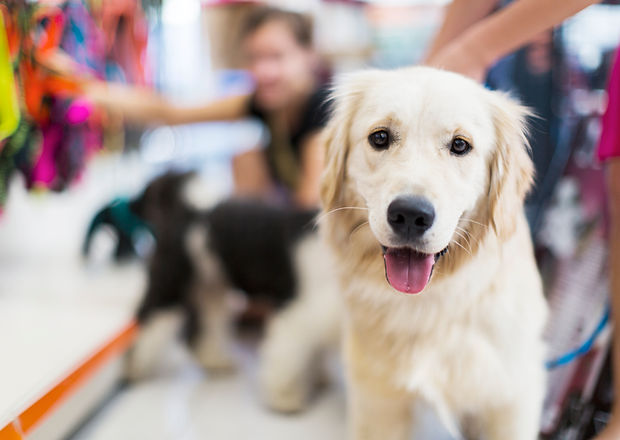 Golden Retriever