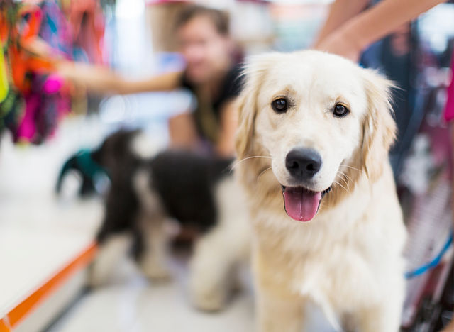 Pet stores near me that sell animals new arrivals