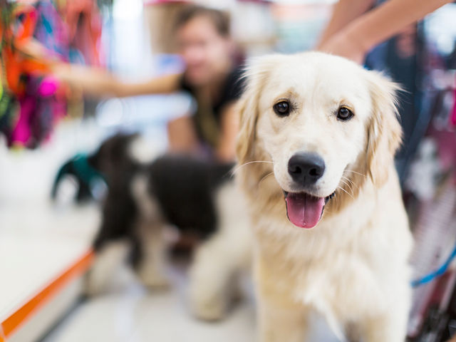 Forever puppy price best sale
