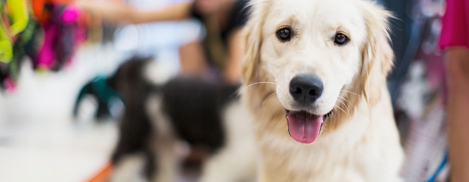Golden Retriever 