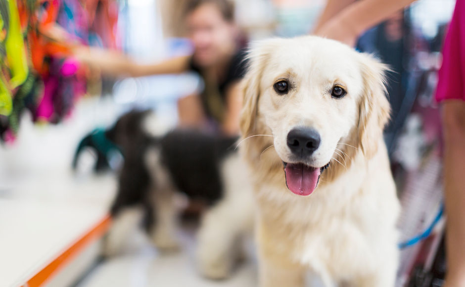 Golden Retriever