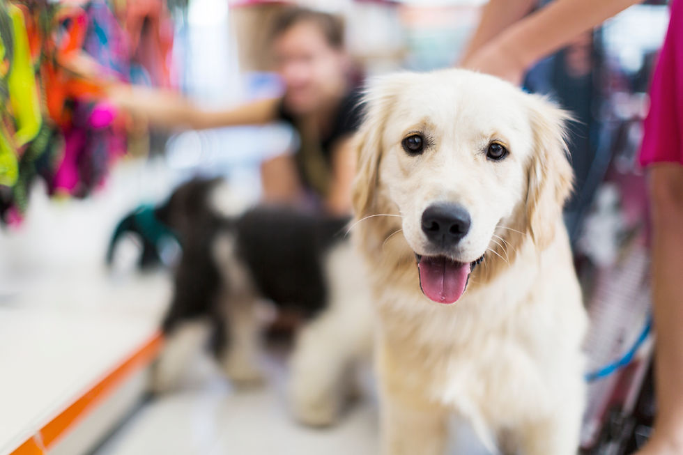 Golden Retriever Close-Up