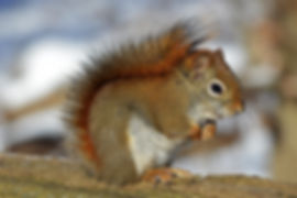 INNOVATIVE WILDLIFE CONTROL RACCOON REMOVAL