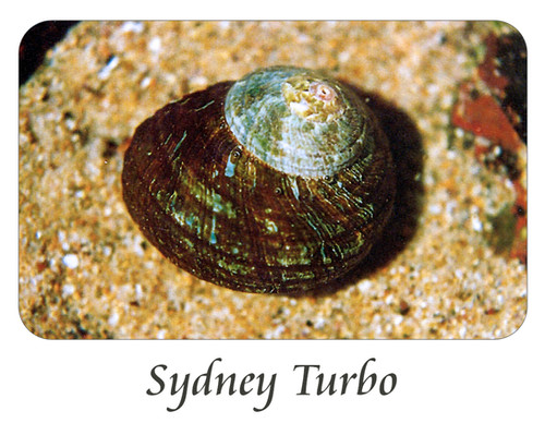 Sydney Turbo Shell | Shell Essences