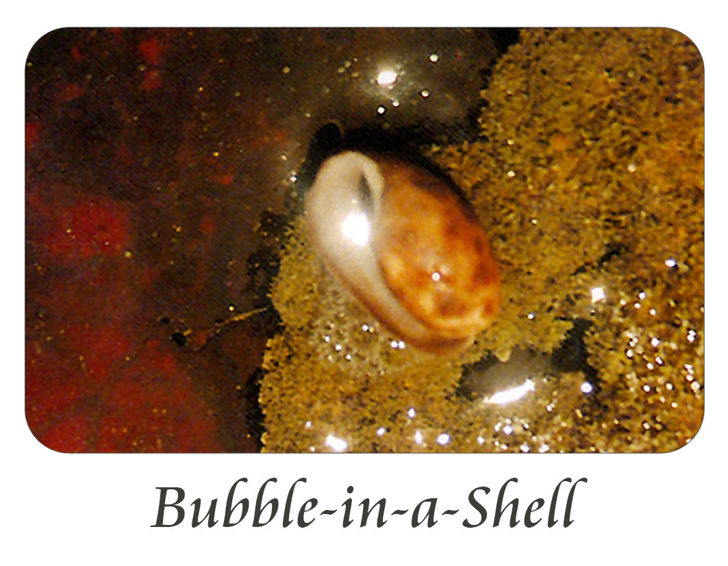 Bubble-in-a-Shell
