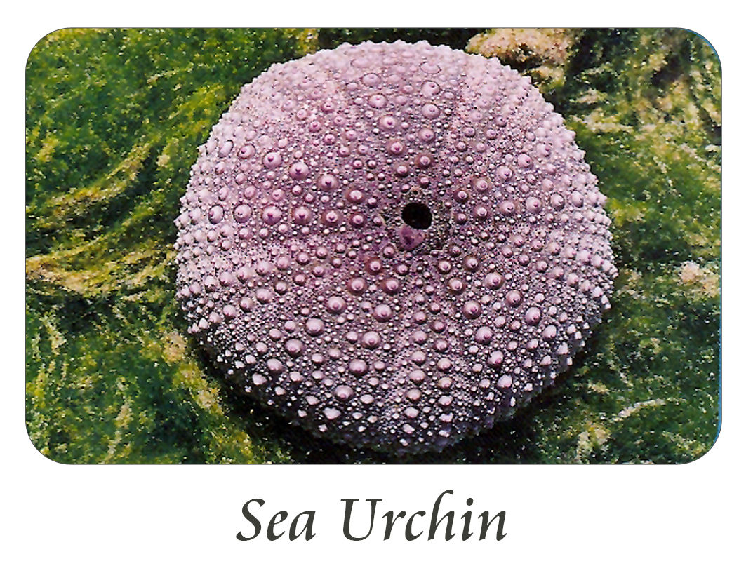 Sea Urchin