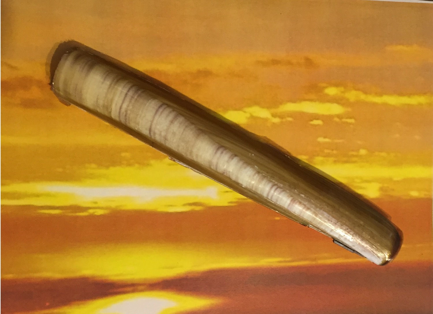 Giant Razor Clam– essence stock