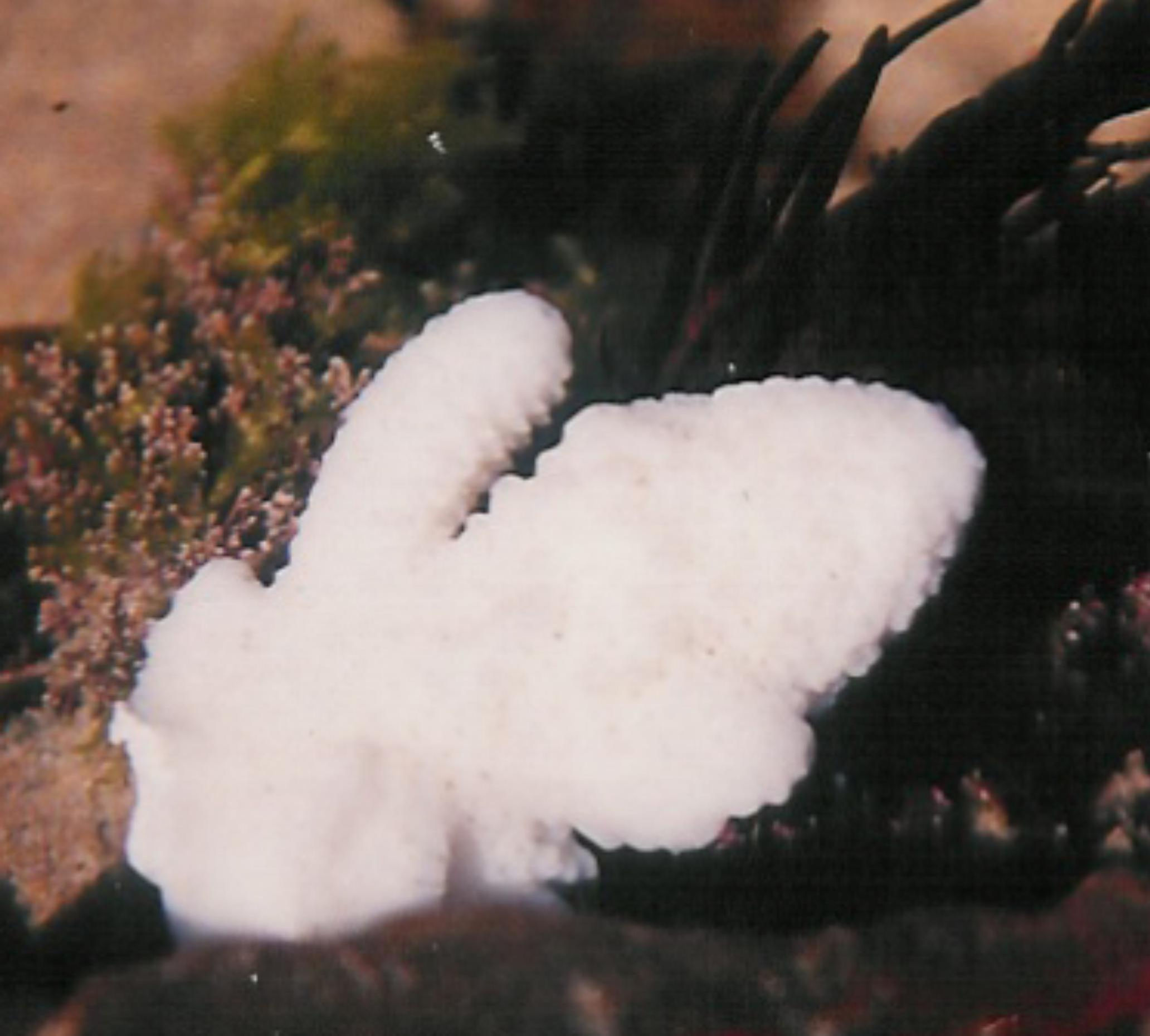 Coral 13: Small Coral Stem