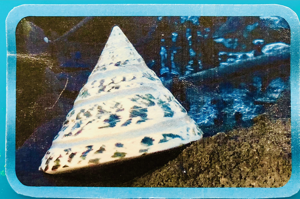 Trochus shell | shellessences