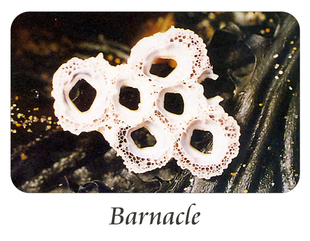 Barnacle