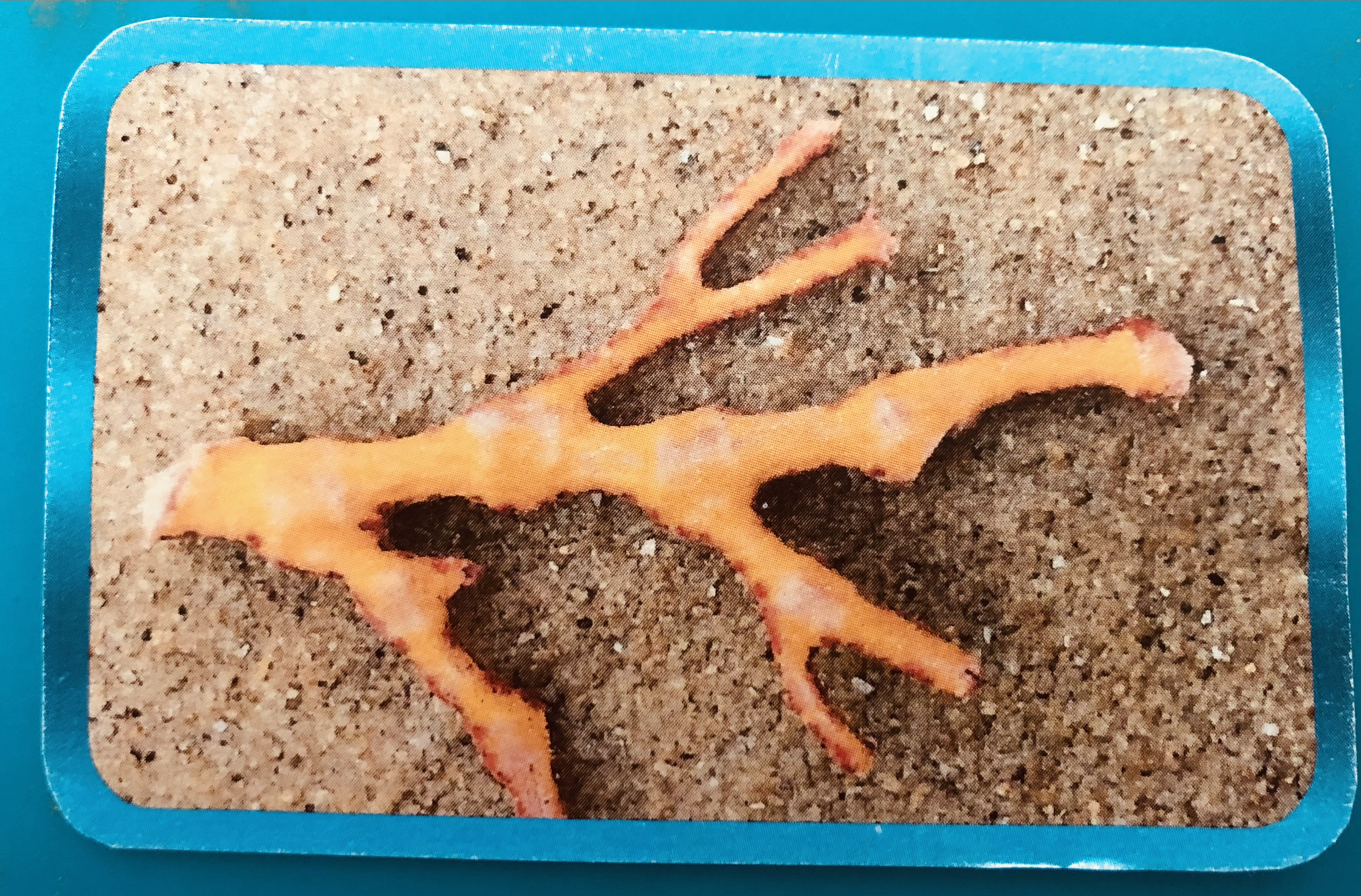 Honeymoon Island Coral