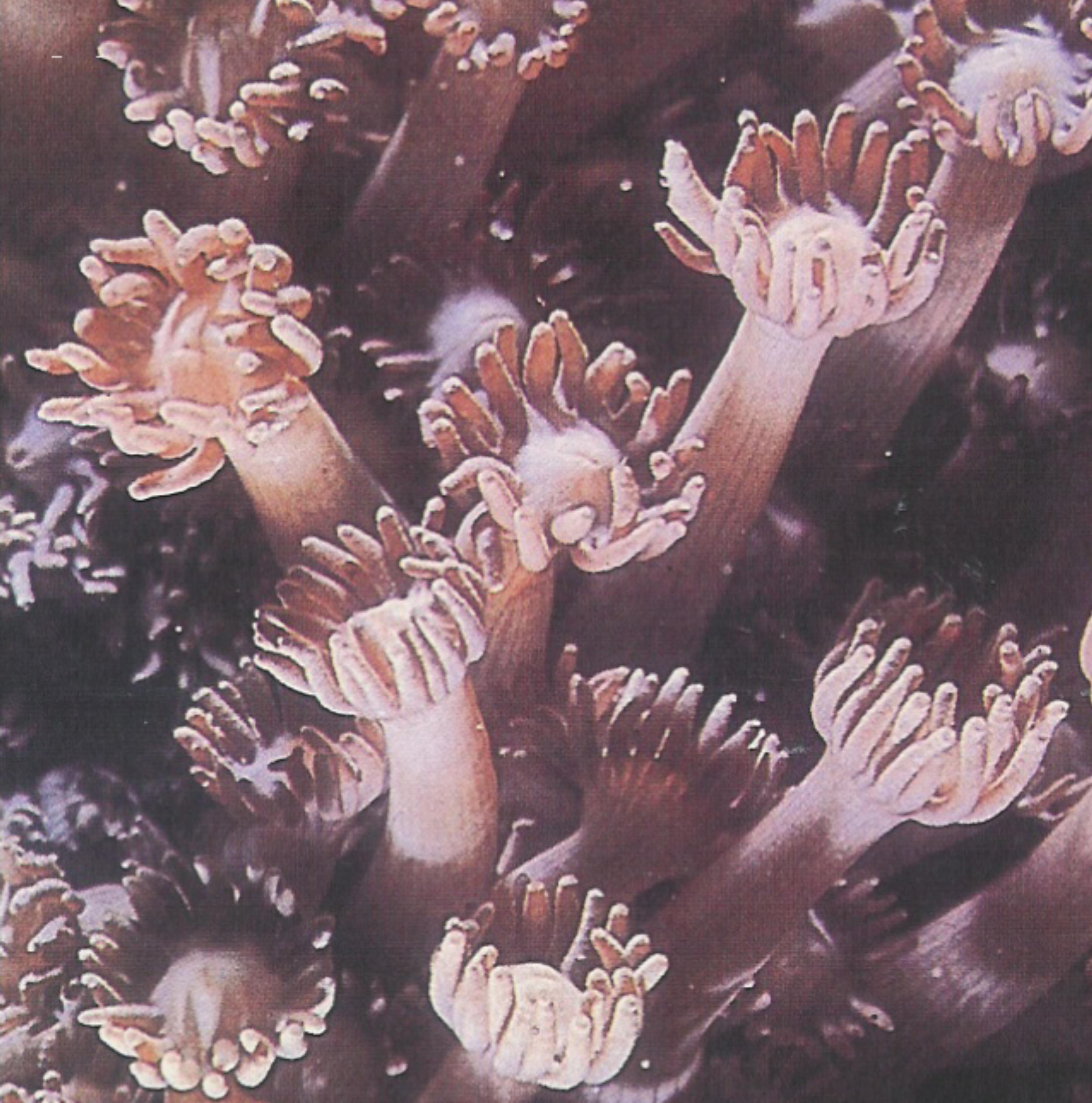 Coral 7:  Goniopora