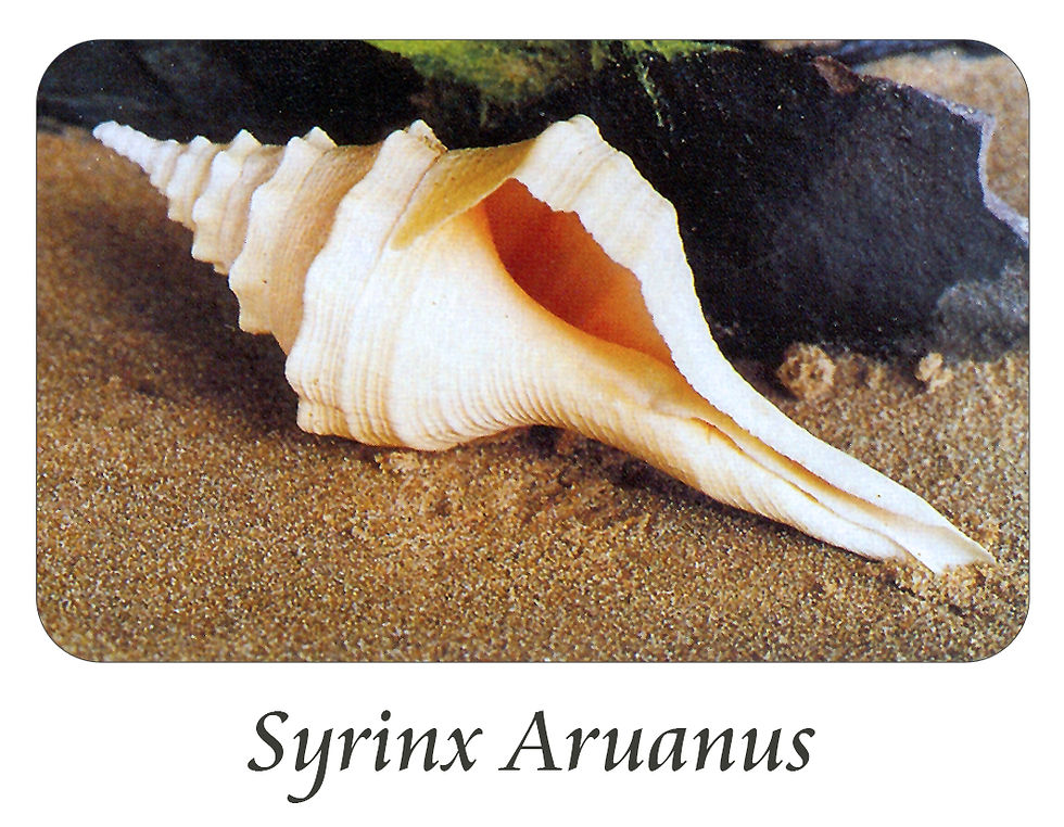 Syrinx Aruanus