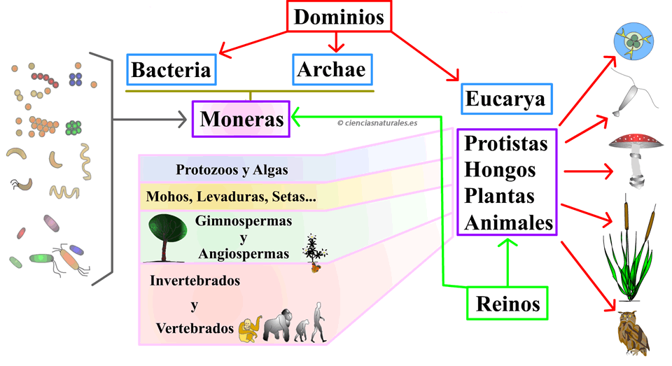 DOMINIOS.gif