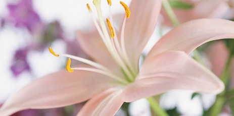 Fleur de lys